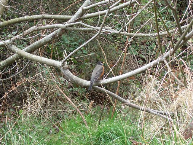 3-15-08 112 One of the many birds we saw in the park.